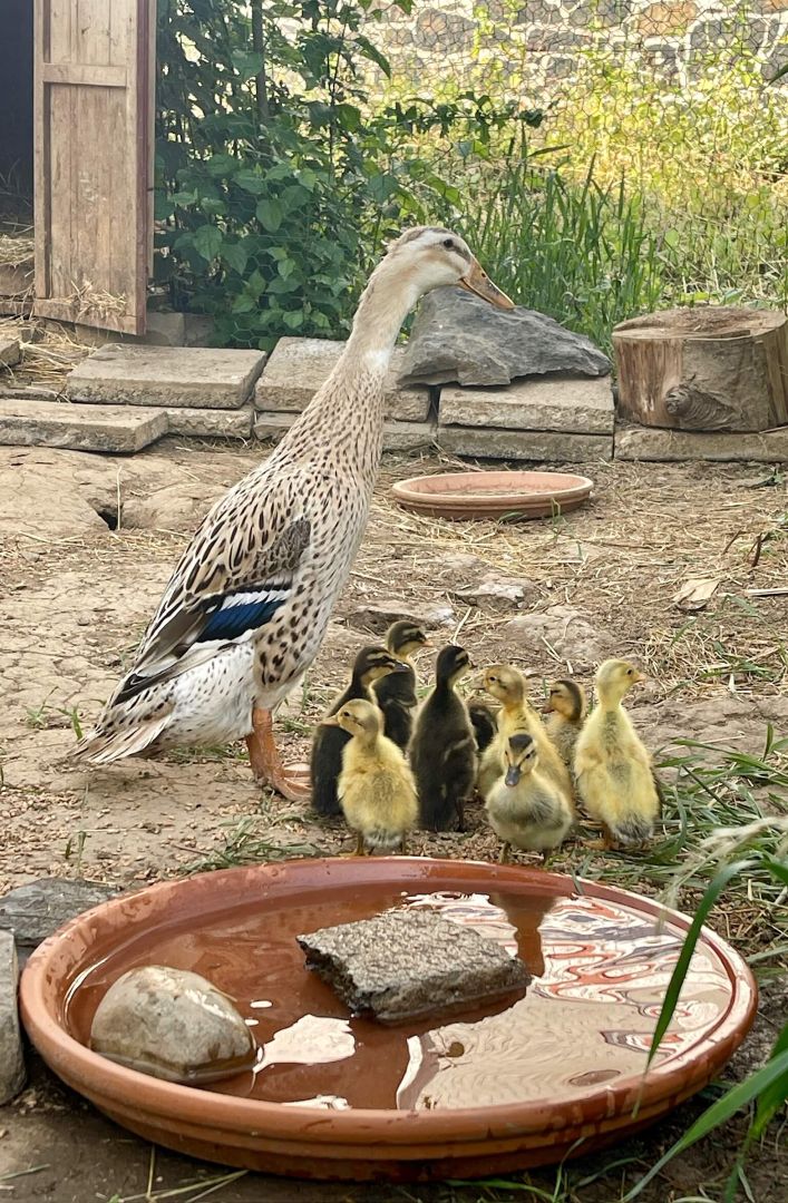 Ente