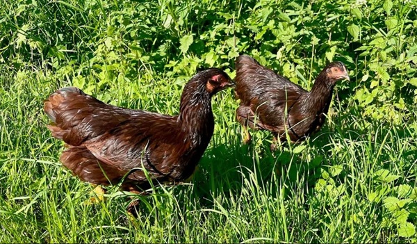 Huhn