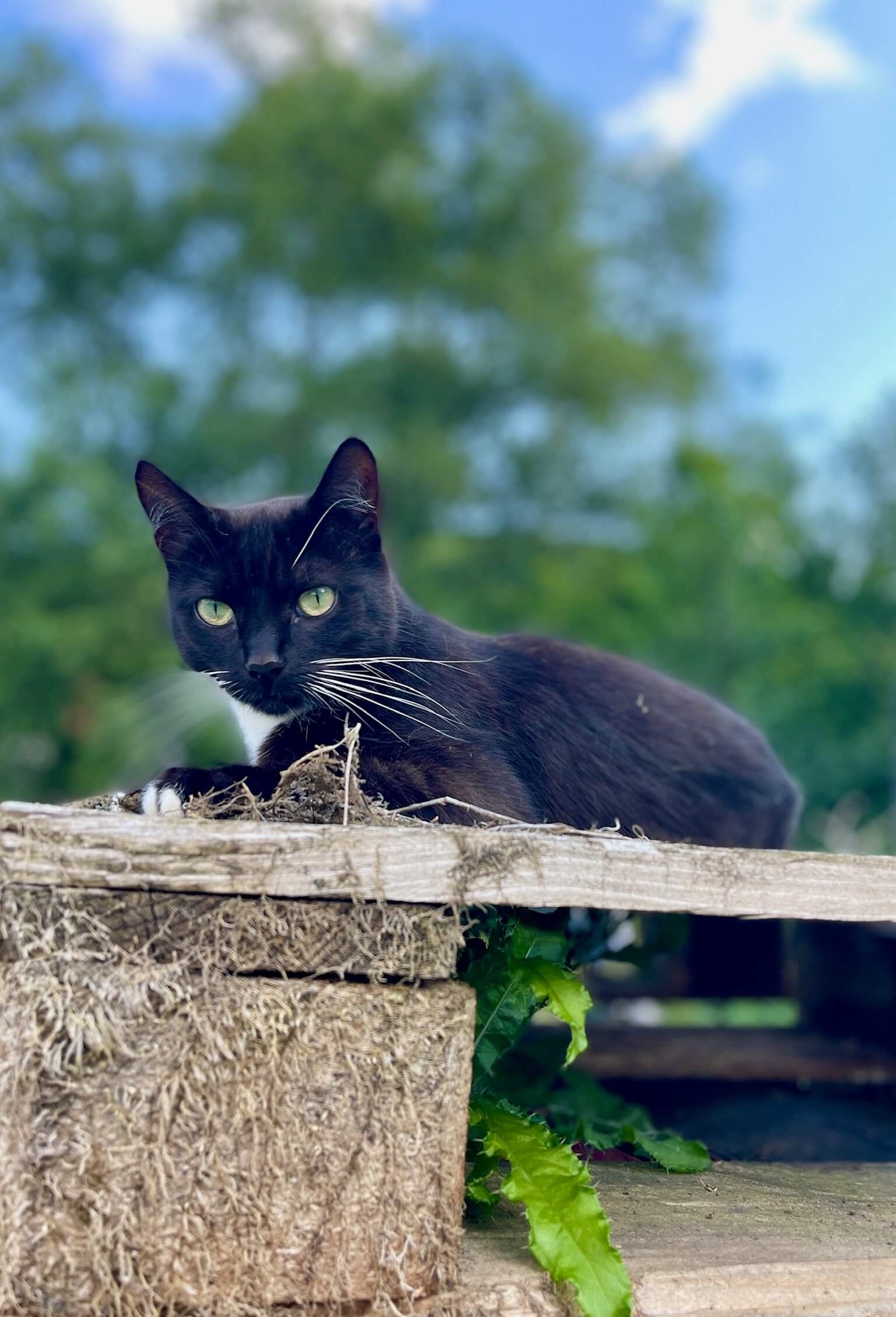 Katze